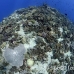 coral_hard_ss_beqa_h_0067_fij7008.jpg